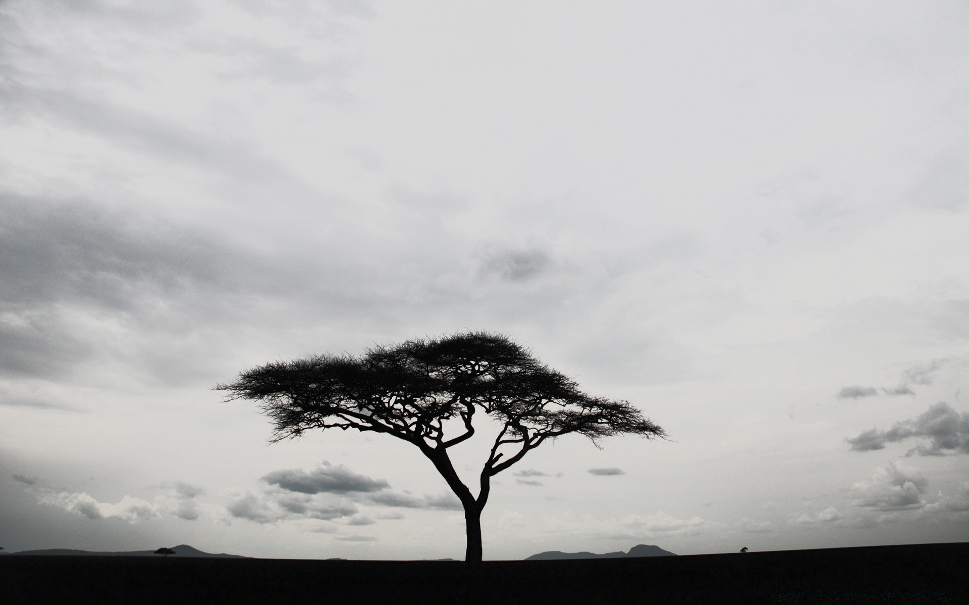 black tree landscape nature dawn sky outdoors sunset fog alone