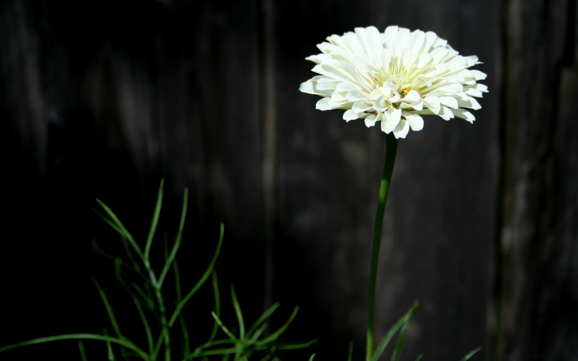 black flower nature flora growth summer garden petal grass leaf