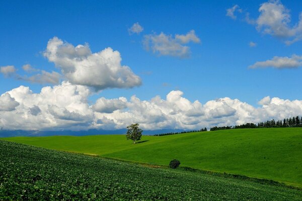 Champ d été de nuages verts et blancs sur le ciel bleu