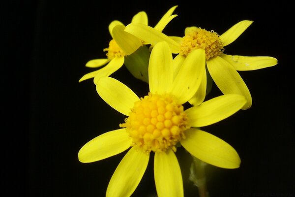 Schöne gelbe Blumen auf schwarzem Hintergrund