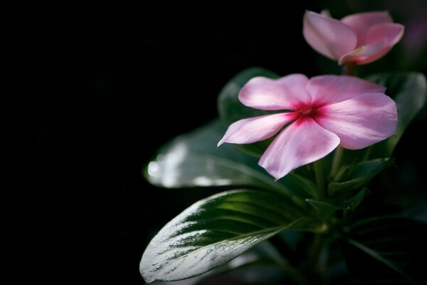 Flor con hojas sobre fondo negro