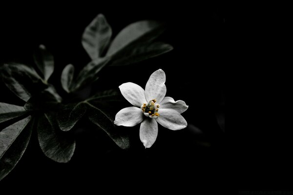 Imágenes de flores sobre fondo negro