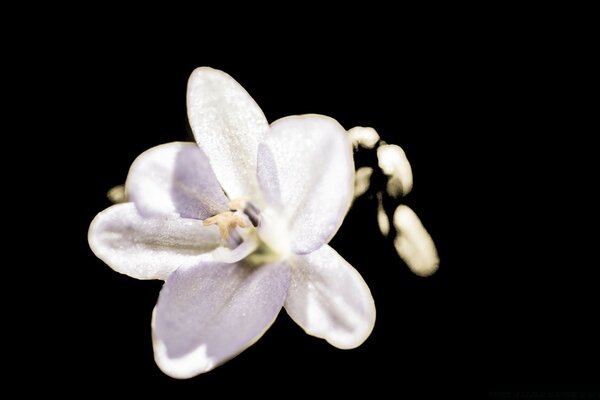 Beautiful white flower on a black background