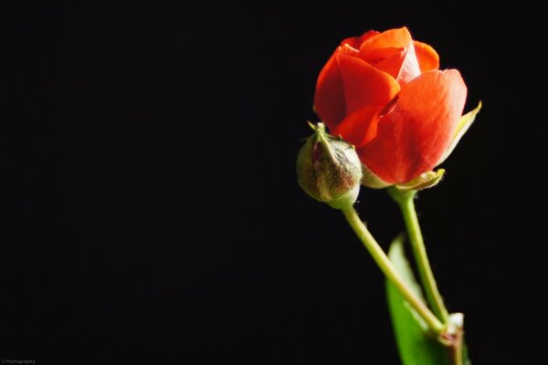 Rose rouge sur fond noir