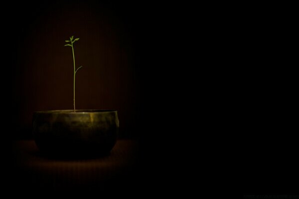 A budding tree sprout in the dark