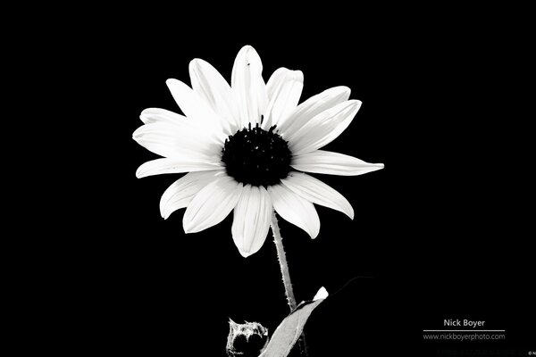 Garden chamomile on a black background