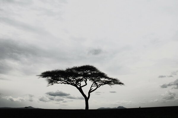 Árbol solitario en el fondo de la noche que viene