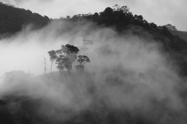 Imagem em preto e branco da evaporação nas florestas