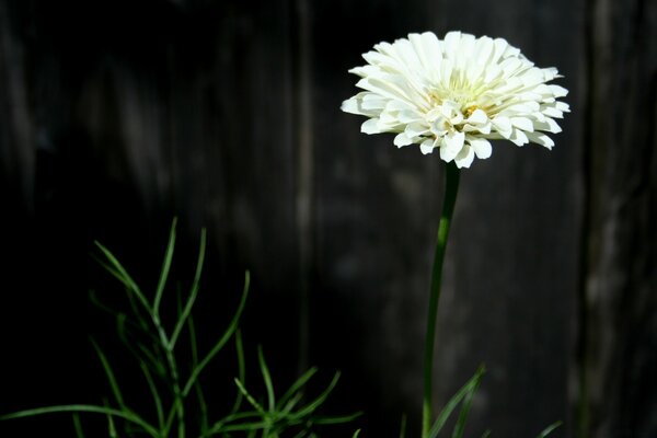 Einsame Chrysantheme auf dunklem Hintergrund