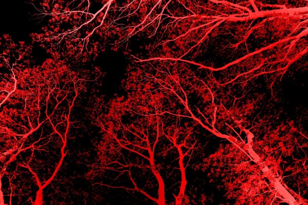 Arbres rouges sur fond noir