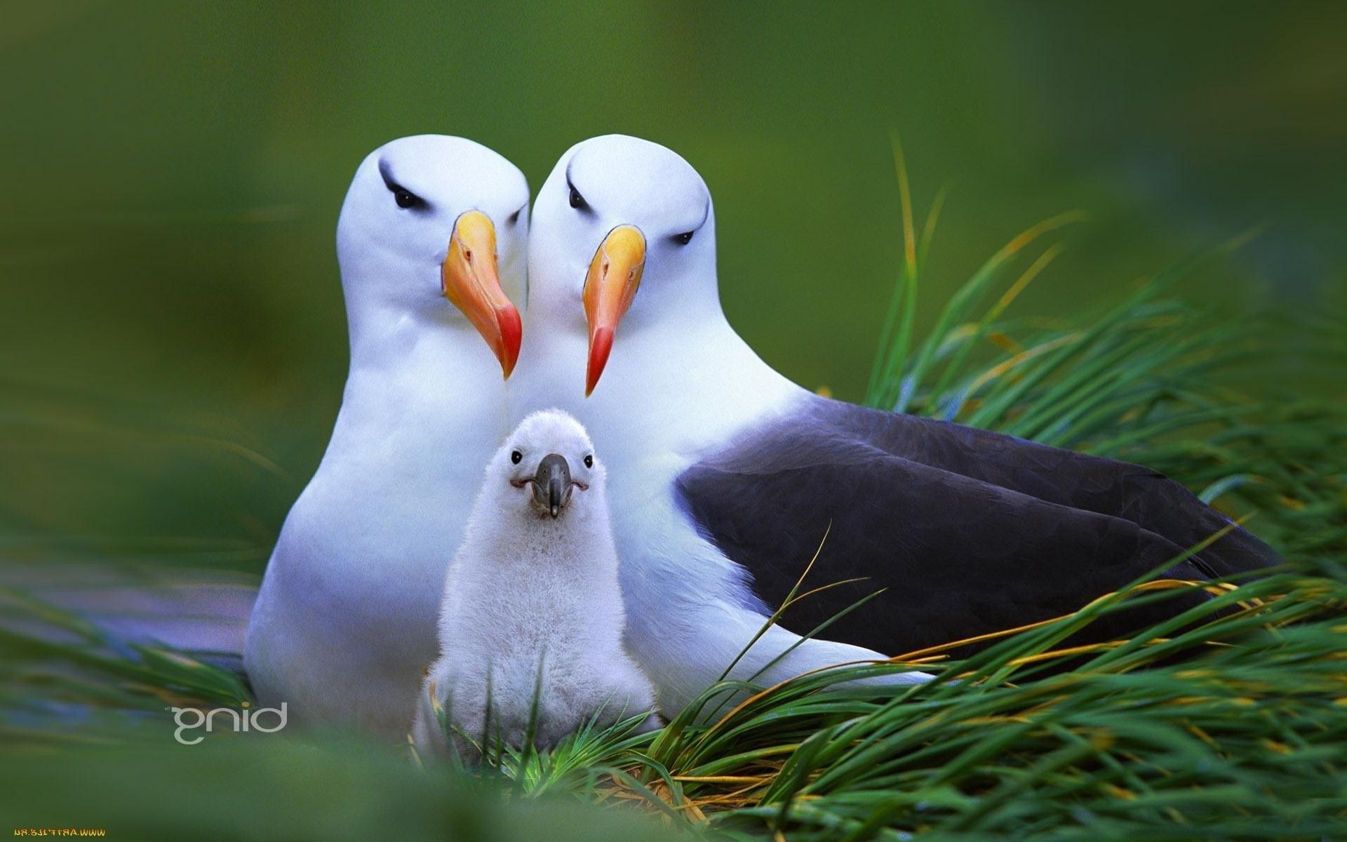 animals bird wildlife outdoors nature animal grass