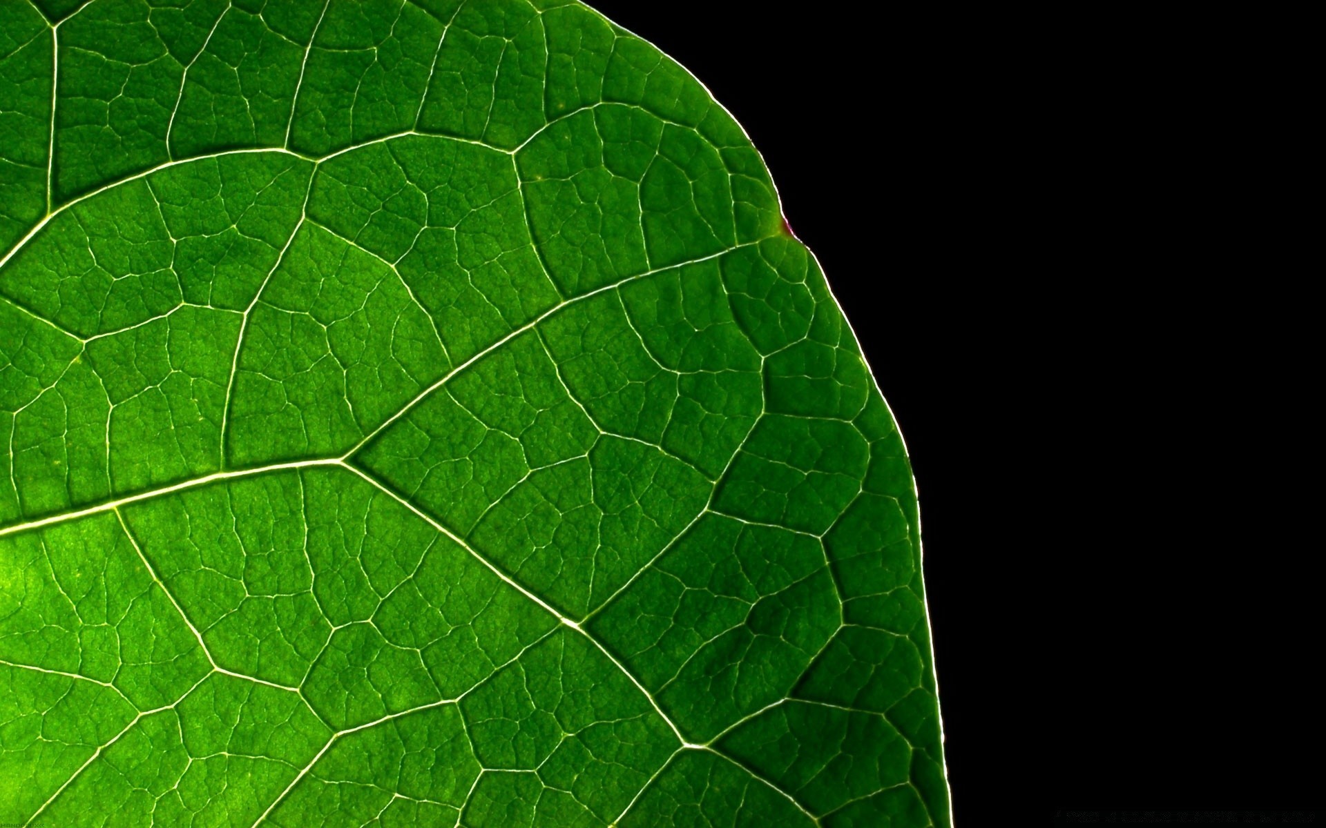 preto folha flora veias natureza jardim crescimento fotossíntese desktop orvalho resumo ambiente biologia textura cor ambiente close-up