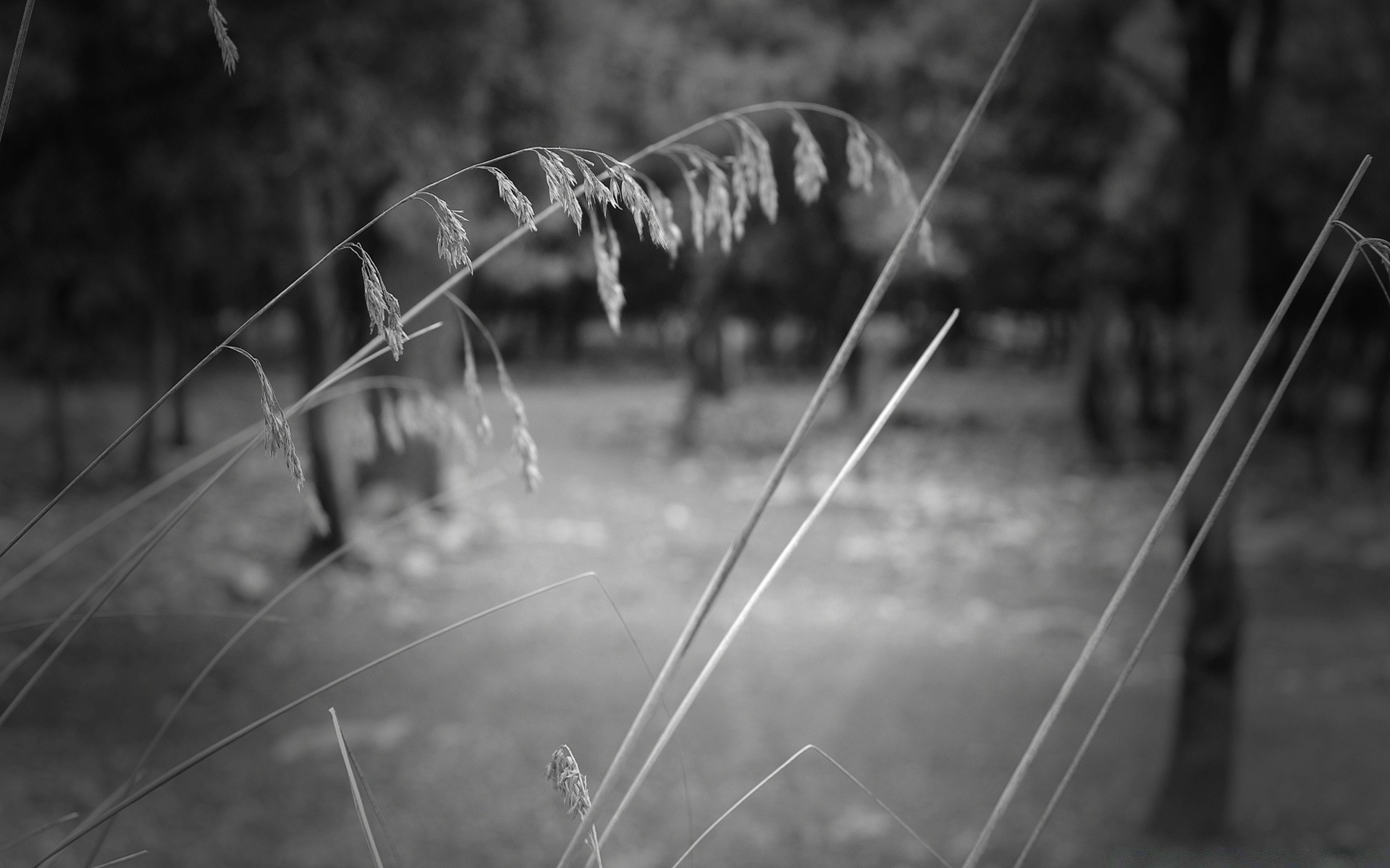 schwarz natur gras holz im freien sommer holz flora blatt landschaft dämmerung