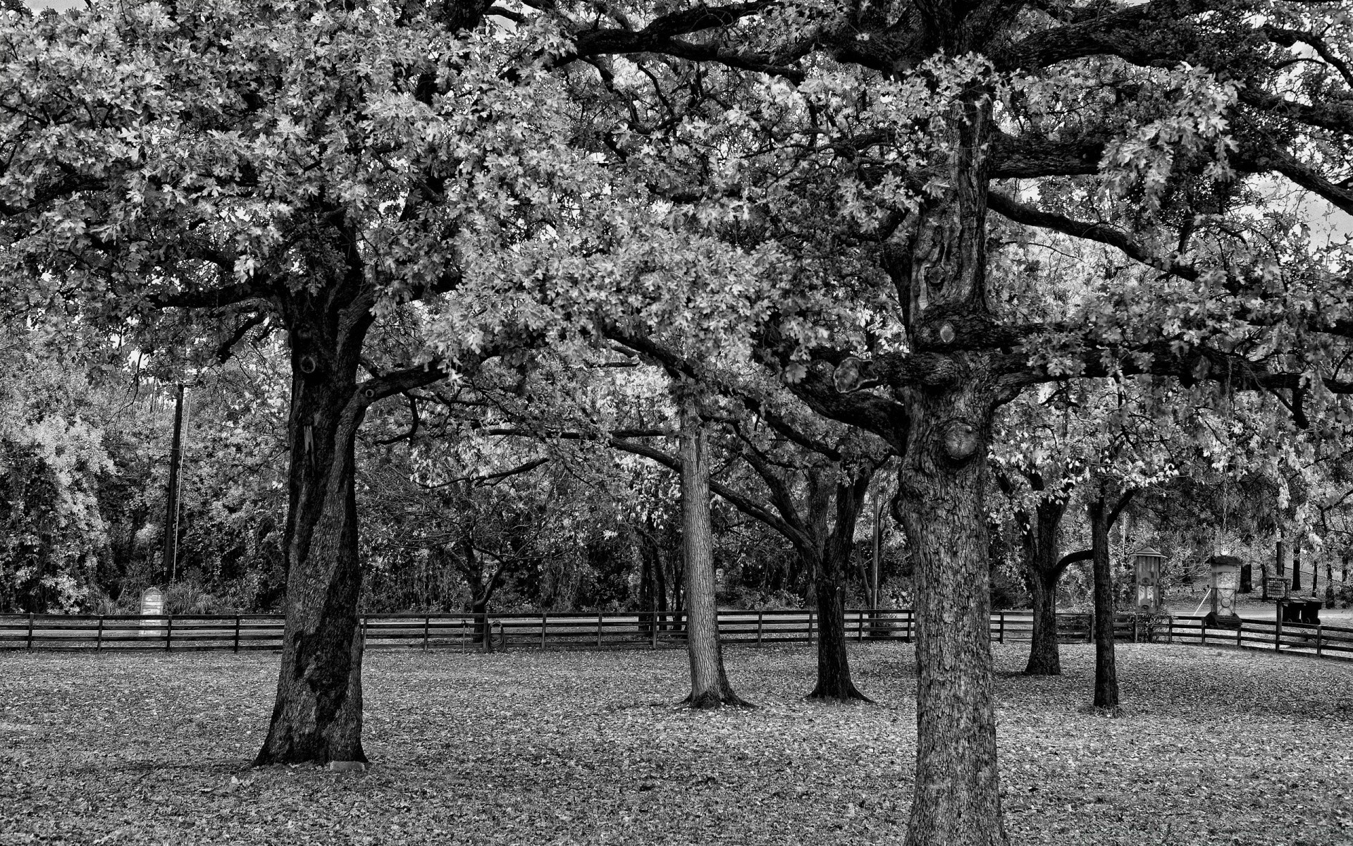 schwarz holz park landschaft filiale saison natur garten blume im freien landschaften gras