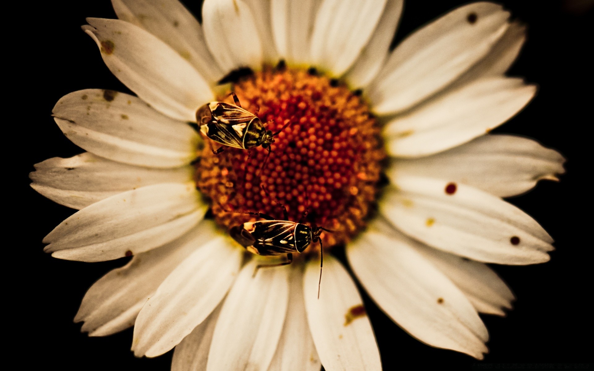 siyah çiçek doğa flora güzel petal polen yaz renk yaprak parlak bahçe çiçek açan çiçek yakın çekim