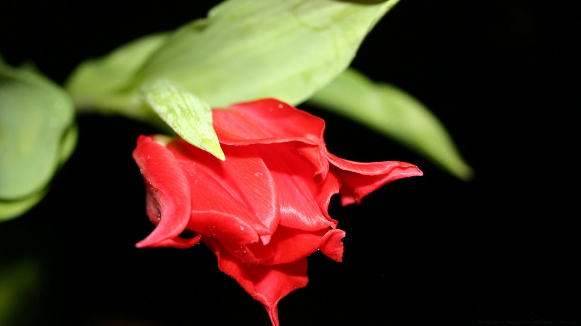 negro hoja flor naturaleza flora amor romance rosa floral pétalo color jardín