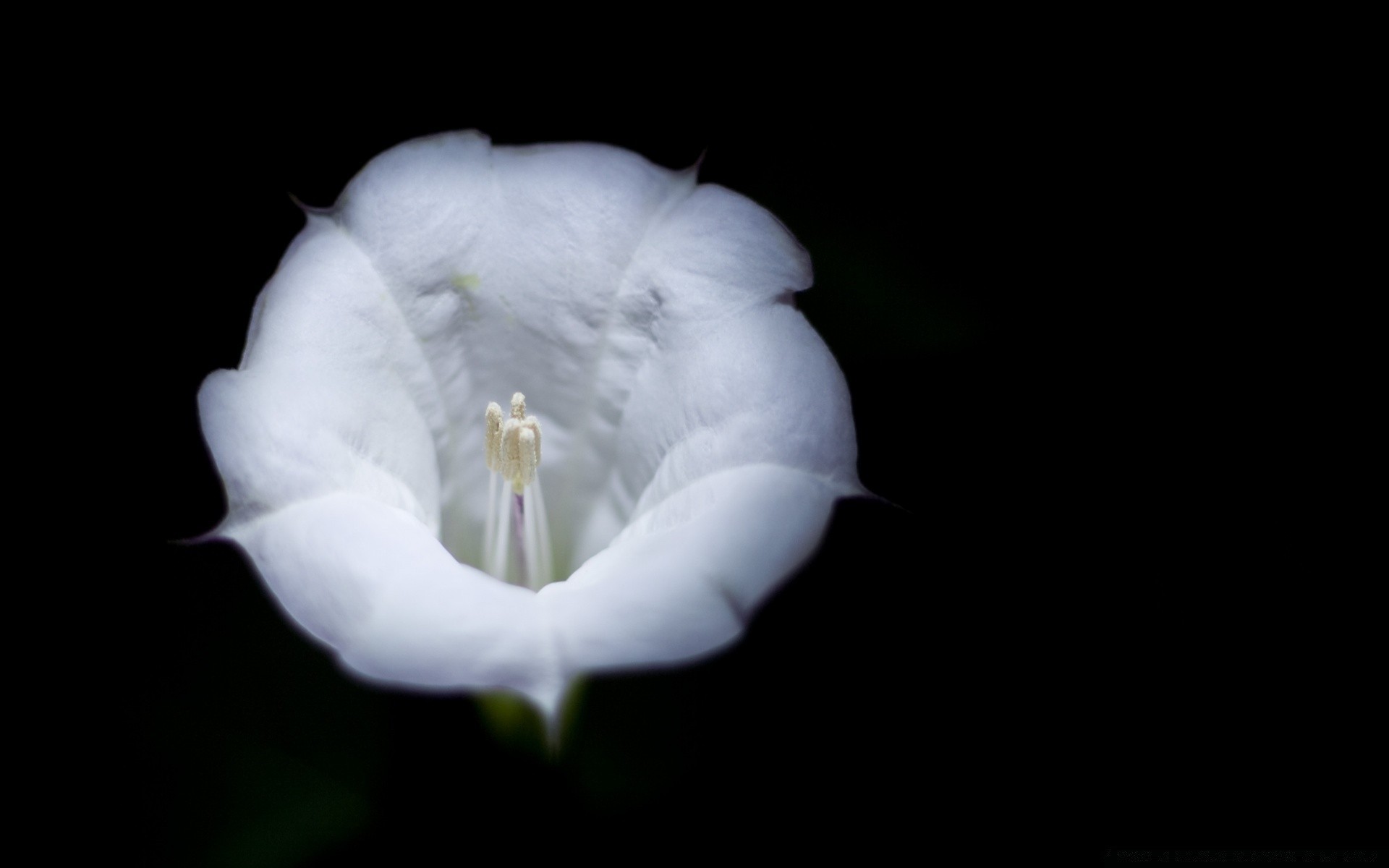 czarny kwiat natura flora kolor kwiatowy bluming płatek pulpit piękne zbliżenie kolego ogród światła tulipan lily liść jeden