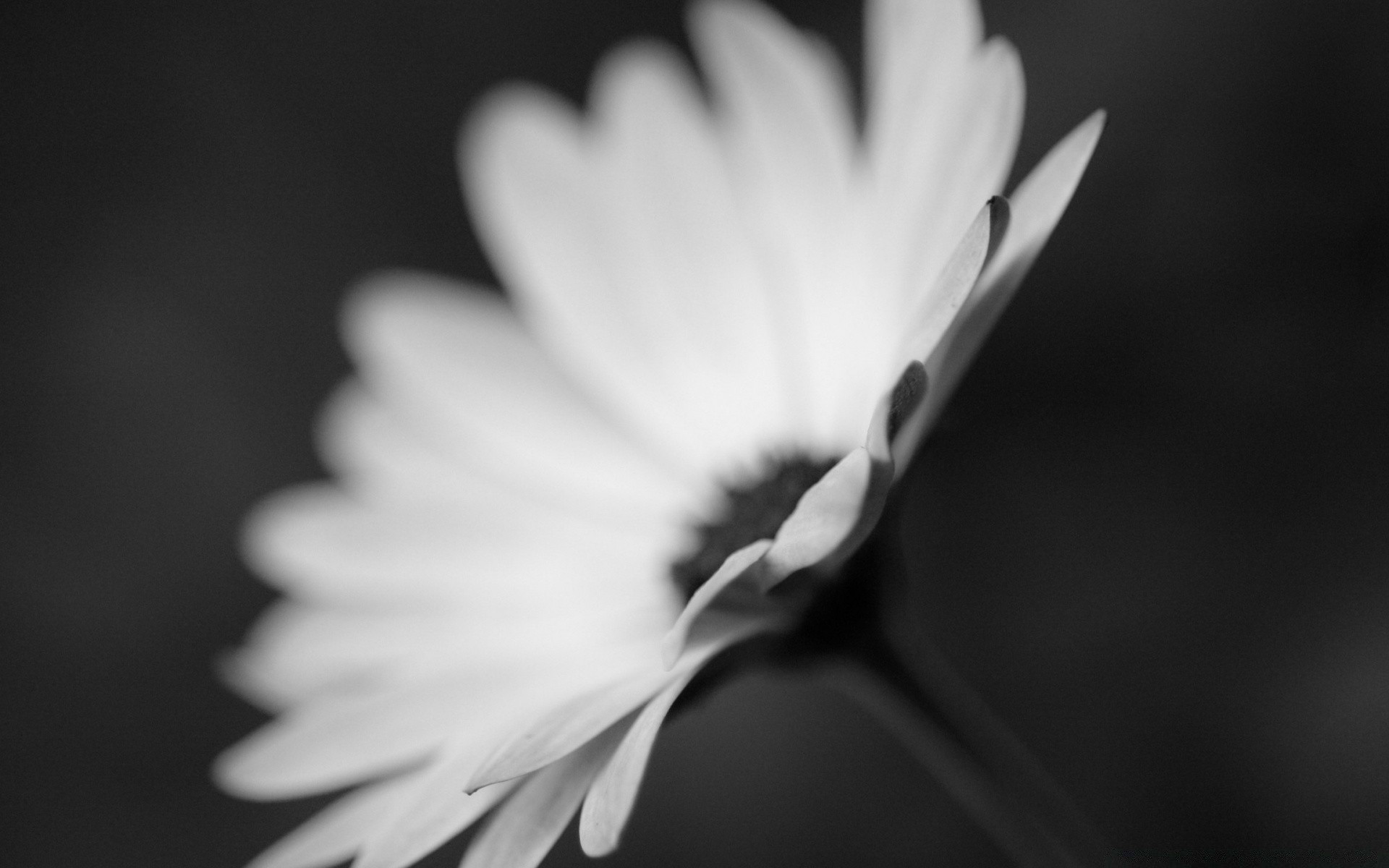 czarny monochromatyczny kwiat natura liść rozmycie jasny kontrast lato dof sztuka flora