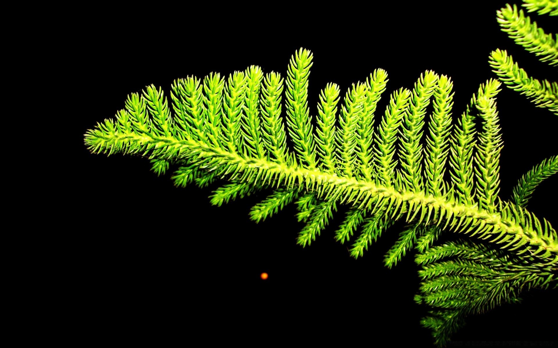 negro hoja flora madera naturaleza fern escritorio madera crecimiento biología coníferas al aire libre medio ambiente color