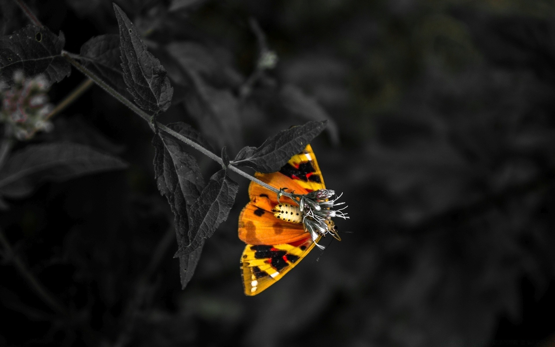 czarny owad motyl natura bezkręgowce na zewnątrz liść