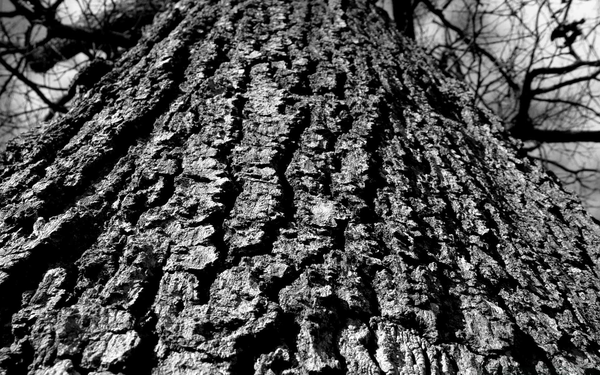 black nature rough texture pattern desktop tree dry wood old outdoors soil surface environment fabric dirty abstract bark trunk flora