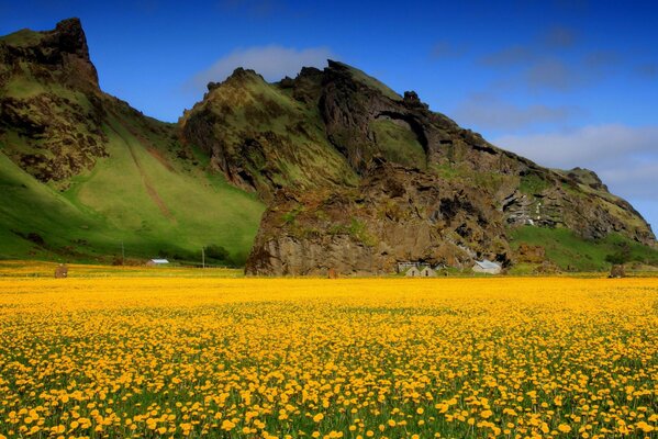 Feld mit gelben Blumen auf dem Hintergrund der grünen Berge