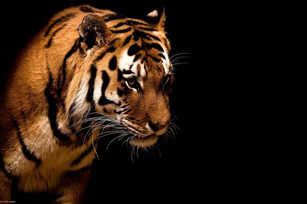 Beautiful tiger on a black background