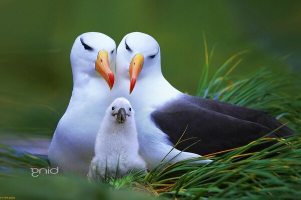 Beautiful birds in the fresh air