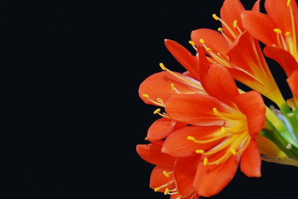 Orange alstroemeria on a black background