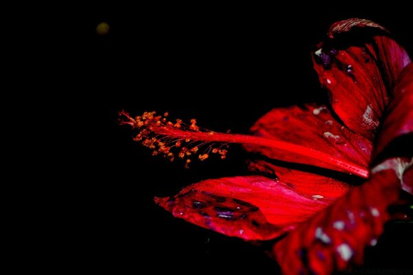 Bright scarlet flower on a black background