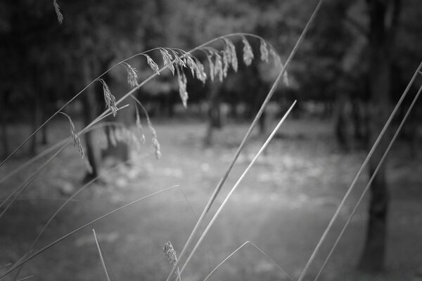 Black and white photo of grass in nature