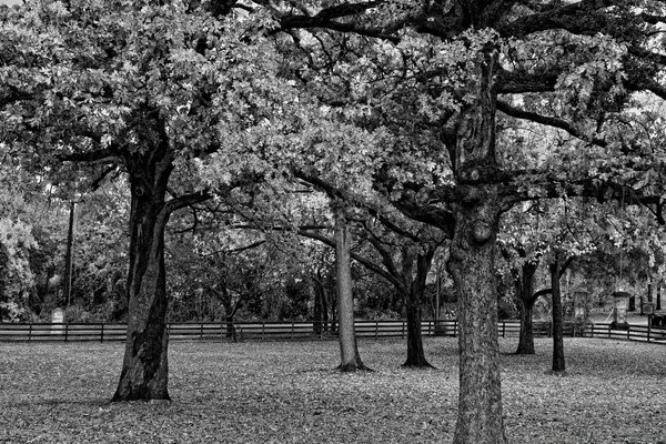 Picture gray park trees