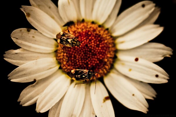 Bees are sitting on a daisy flower