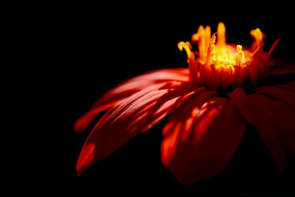 Flower bud with red leaves