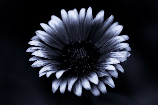 Black and white flower close-up