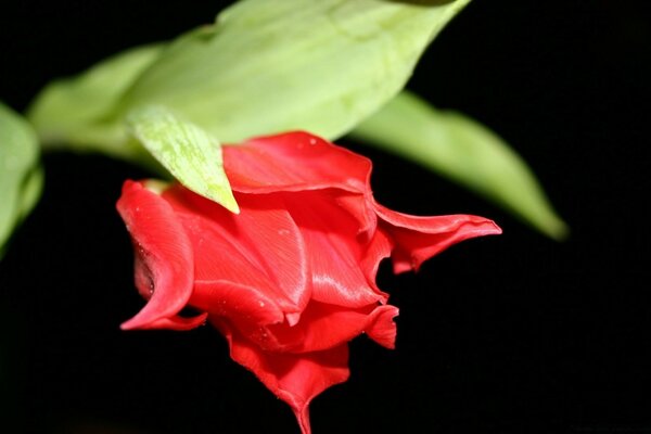 Brote de tulipán rojo sin abrir sobre fondo negro