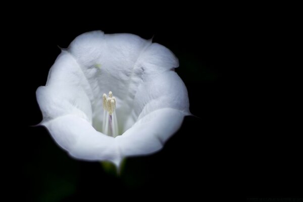 Fleur blanche sur fond noir