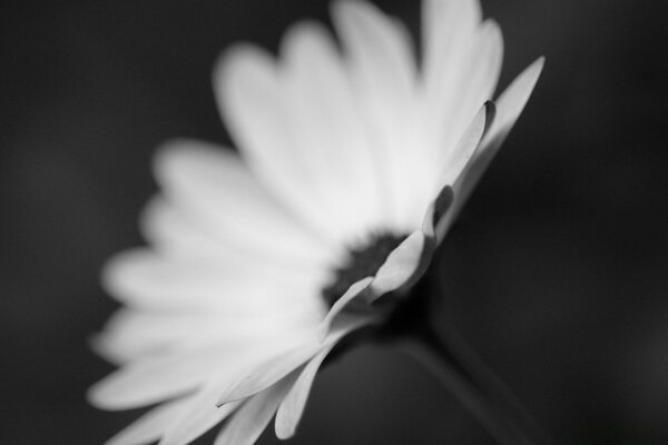 The tenderness of the petals of a young flower