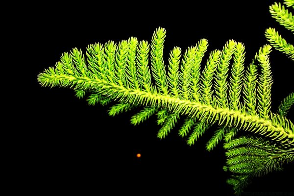 Small needles on a black background