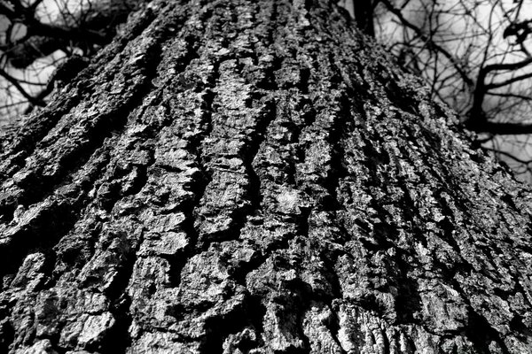 Corona di un potente albero in tempo buio