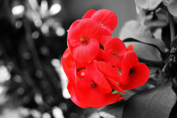 Flor roja sobre fondo blanco y negro