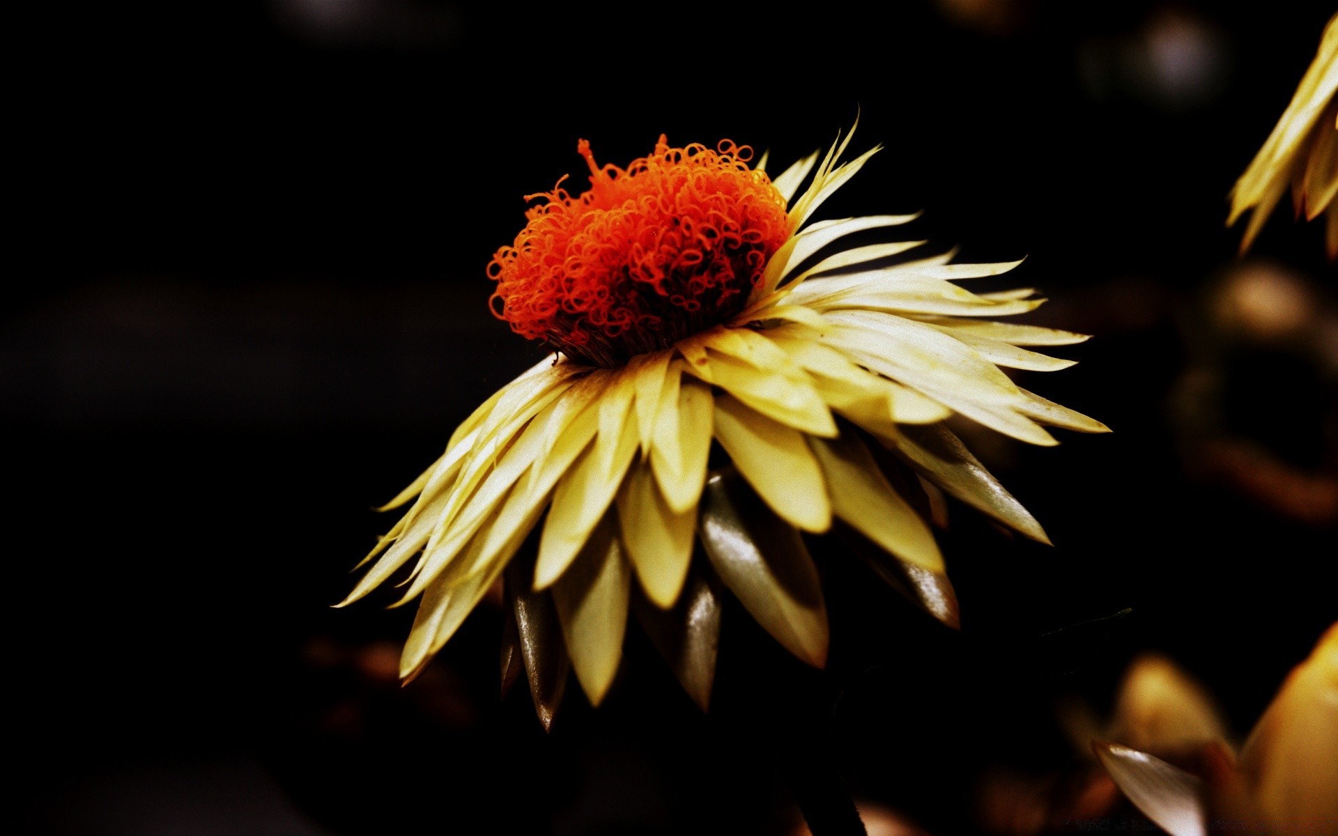 siyah çiçek doğa flora yaprak bahçe renk yaz petal