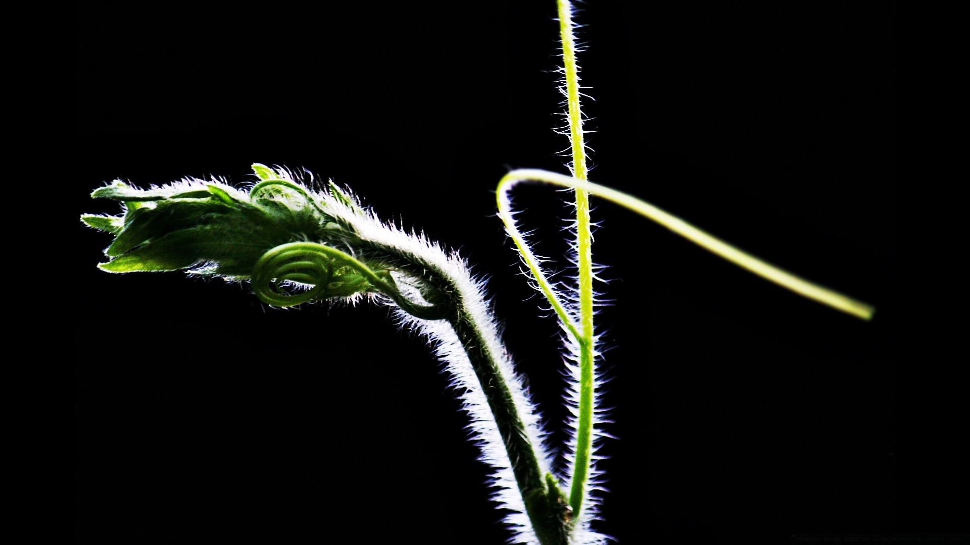 siyah yaprak flora doğa büyüme masaüstü renk çimen çiçek tıp