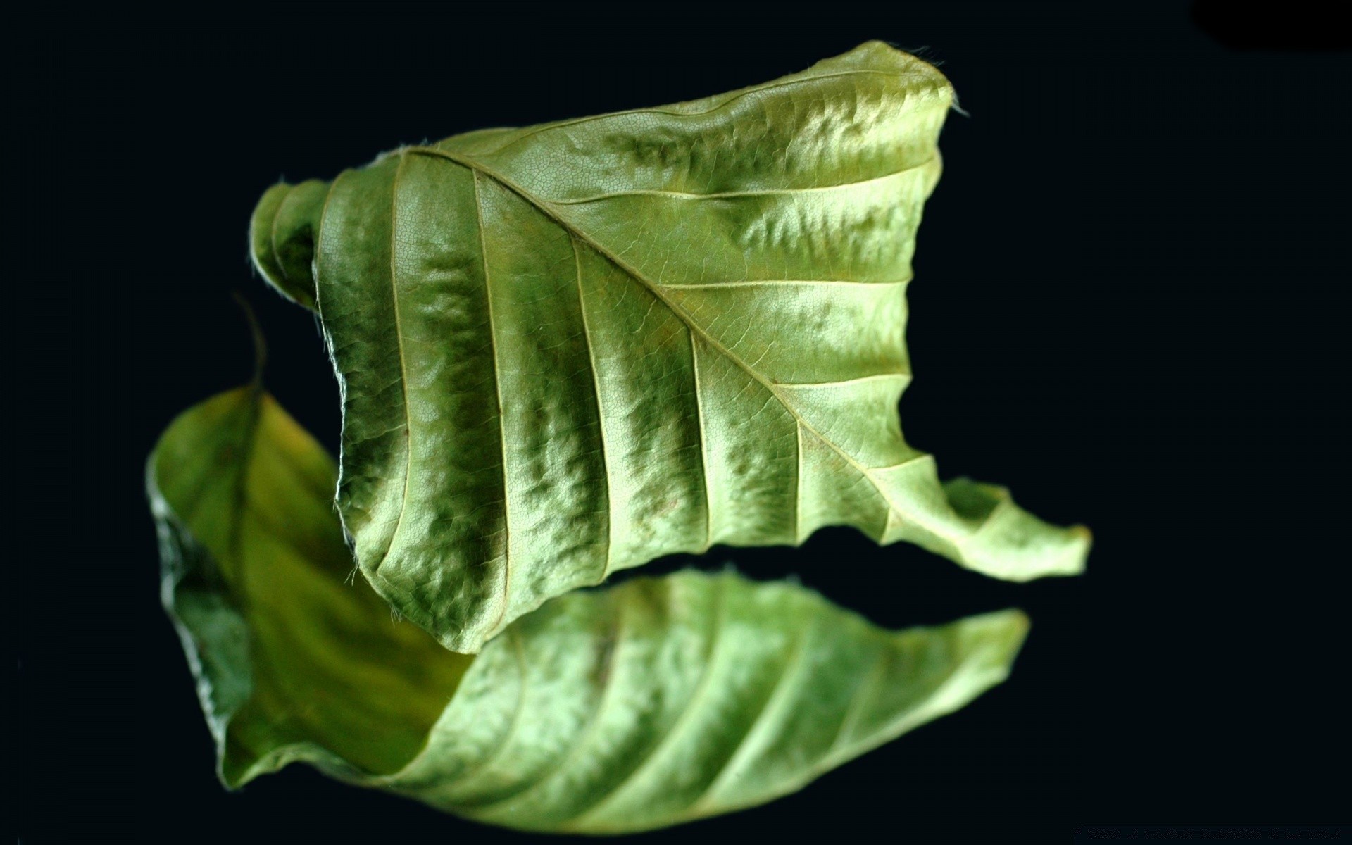 negro hoja flora naturaleza escritorio solo primer plano crecimiento biología jardín medio ambiente