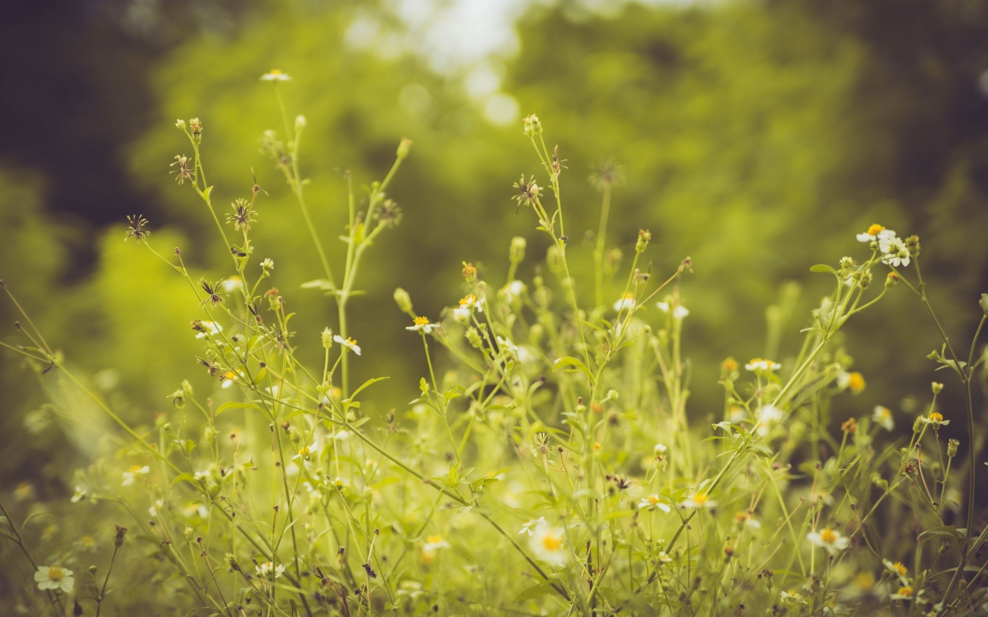 bokeh flora nature flower field leaf grass sun summer growth garden dawn environment fair weather desktop color hayfield landscape close-up season outdoors