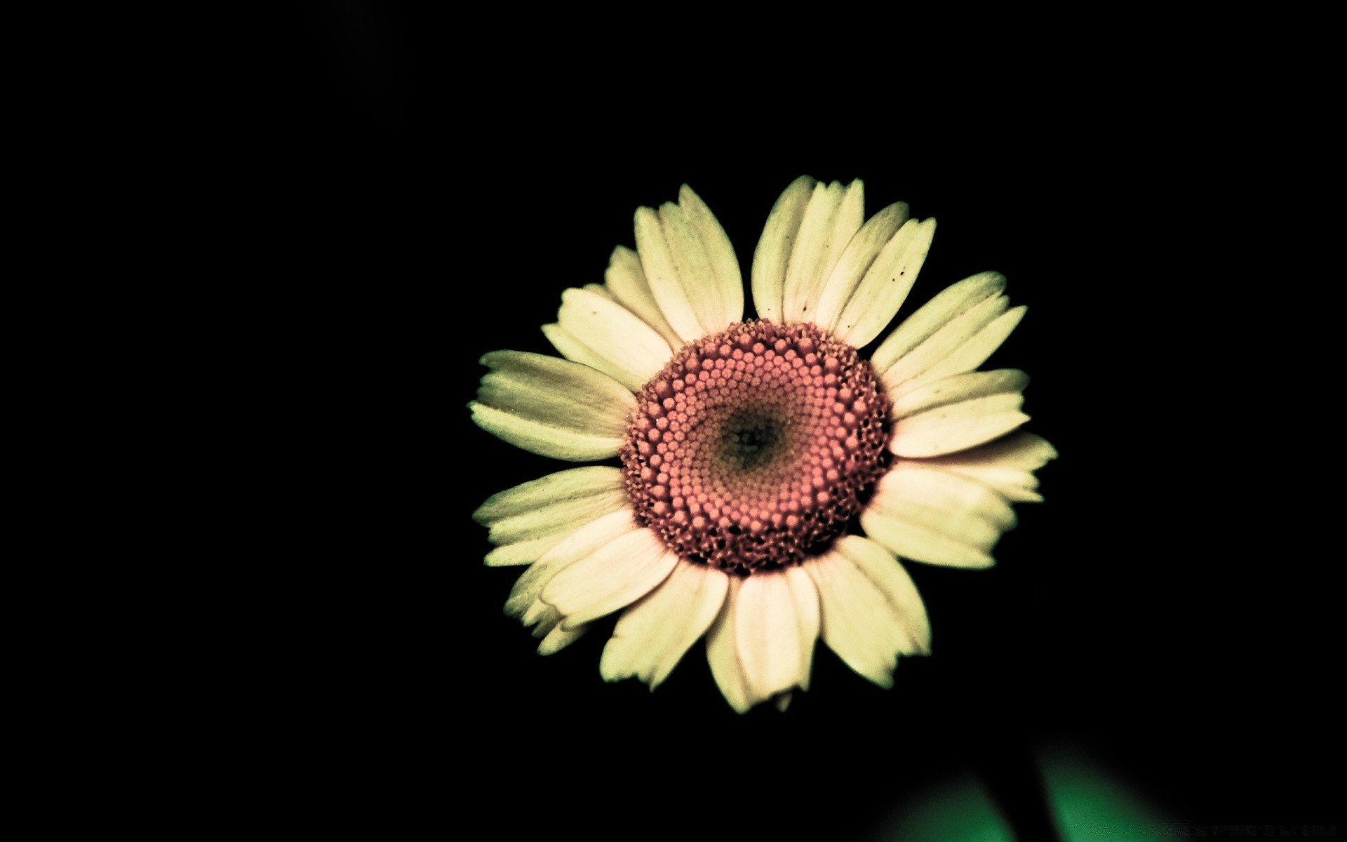 noir fleur nature flore pétale belle lumineux été gros plan bureau couleur