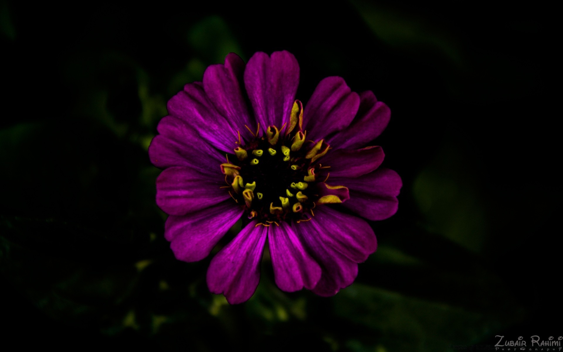 nero fiore natura giardino flora estate all aperto petalo foglia