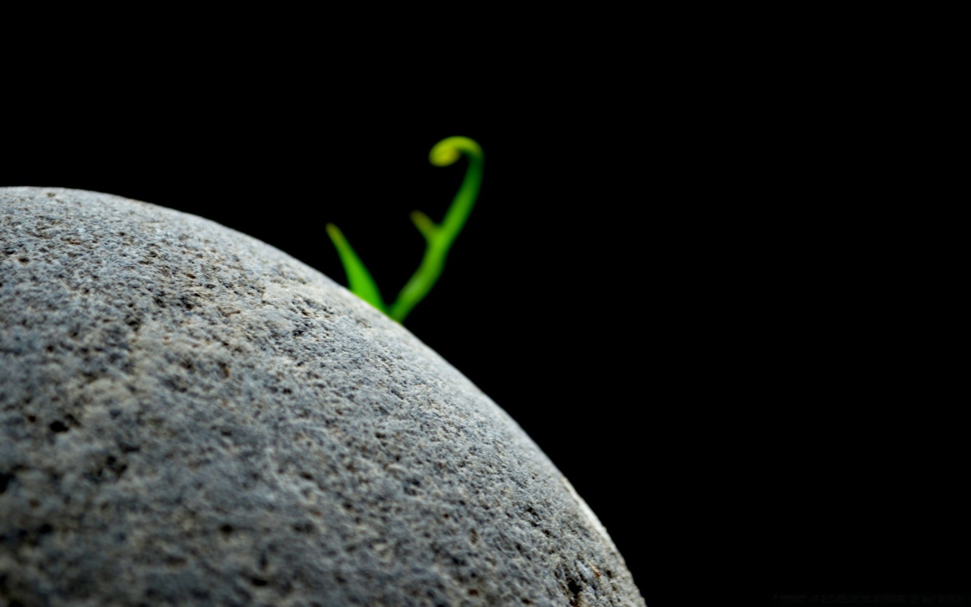 black nature rock invertebrate one insect food biology desktop abstract stone