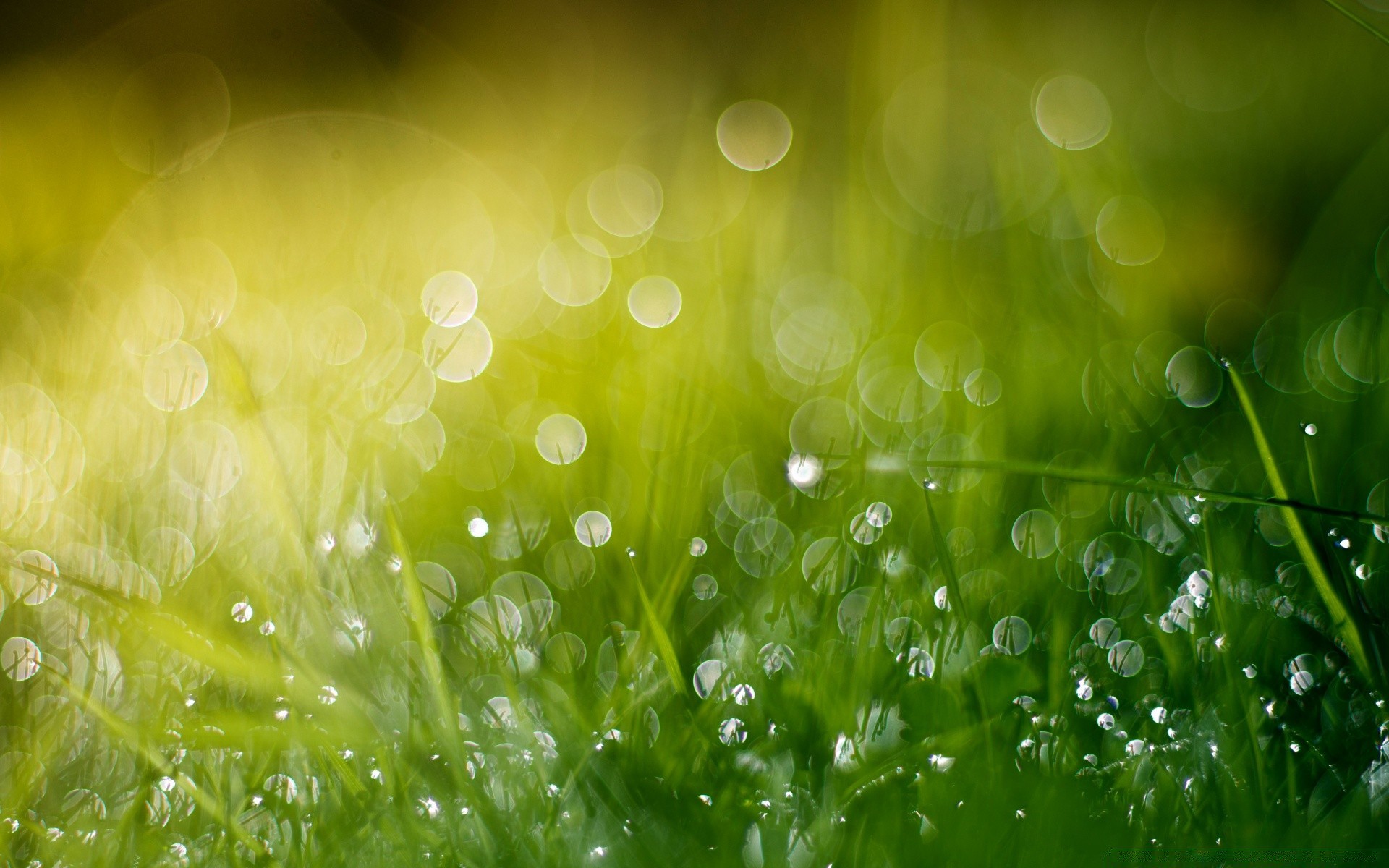 Dew on the bright green grass wallpaper