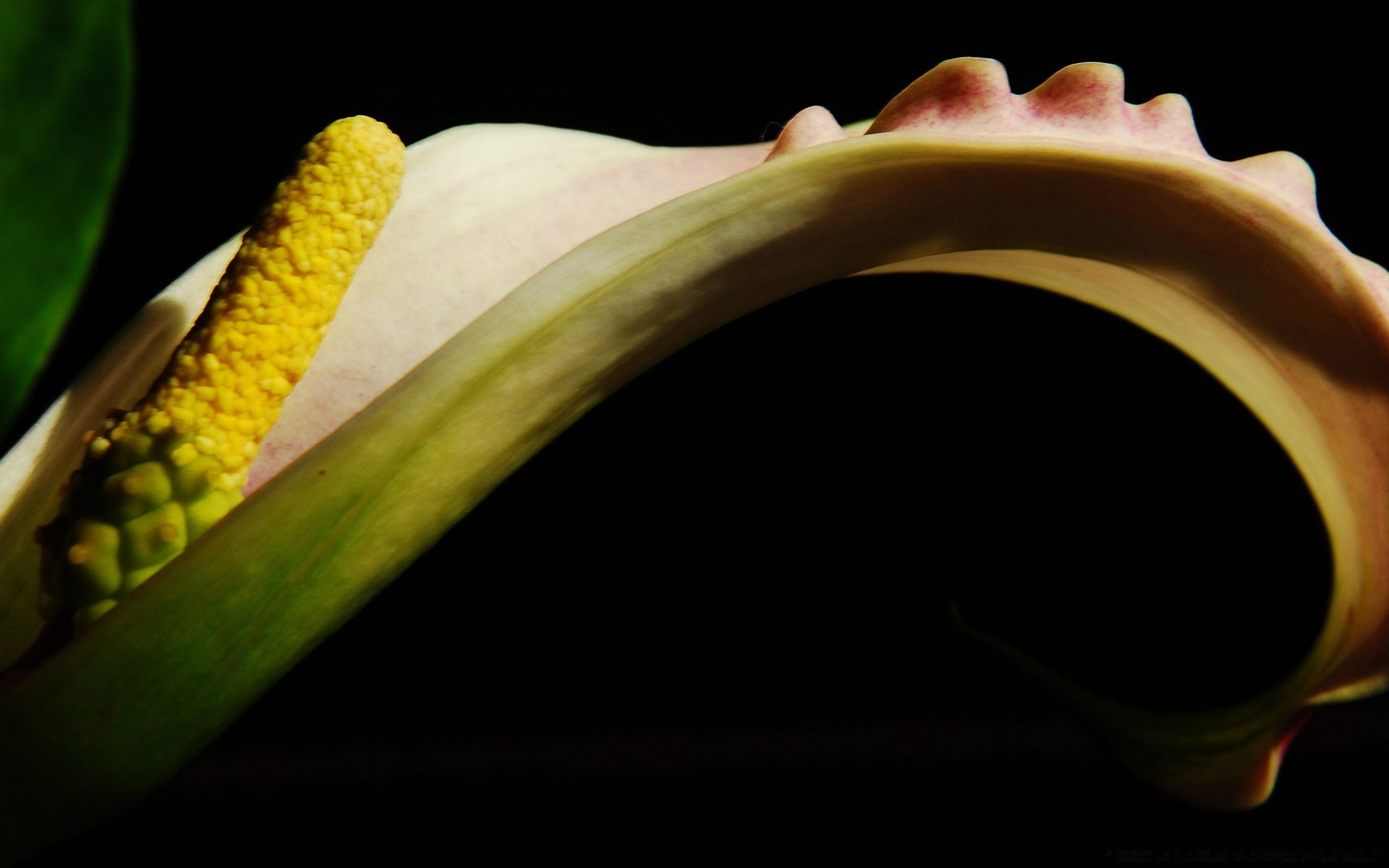 black flower desktop flora color nature still life leaf one close-up